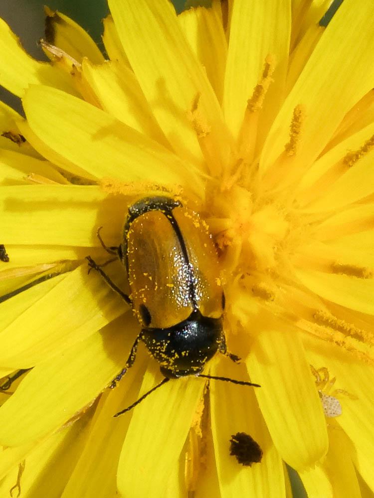 Cryptocéphale à corselet rugueux Cryptocephalus rugicollis Olivier, 1791