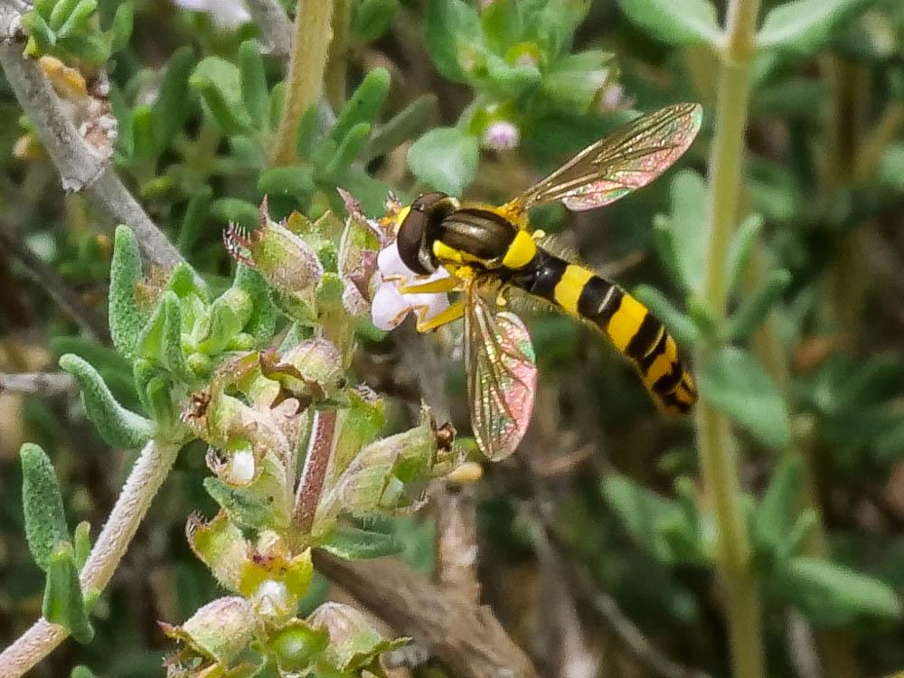 Sphaerophoria scripta (Linnaeus, 1758)