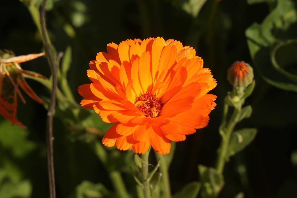 Souci officinal, Souci des jardins Calendula officinalis L., 1753