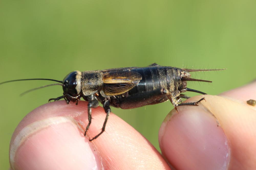 Grillon noirâtre, Grillon pubescent Melanogryllus desertus (Pallas, 1771)