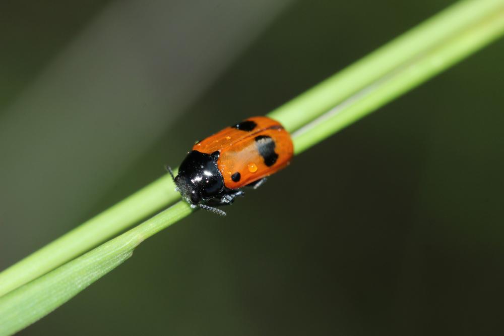 Clytra laeviuscula Ratzeburg, 1837
