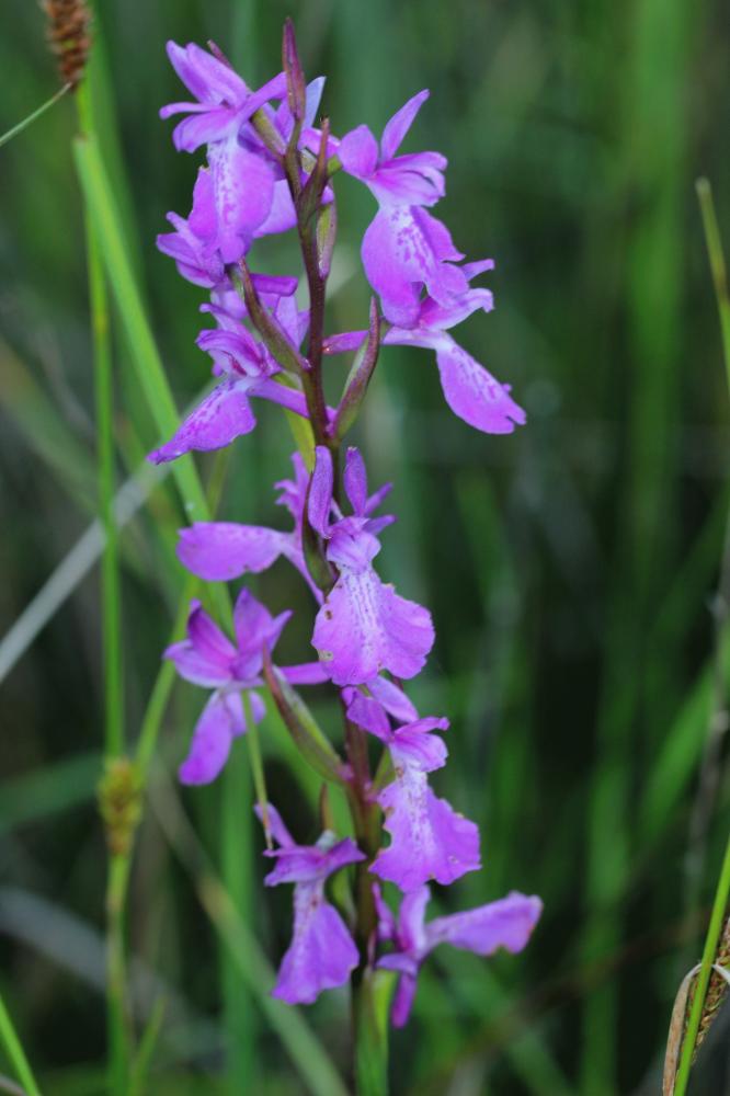 Orchis des marais Anacamptis palustris (Jacq.) R.M.Bateman, Pridgeon & M.W.Chase, 1997