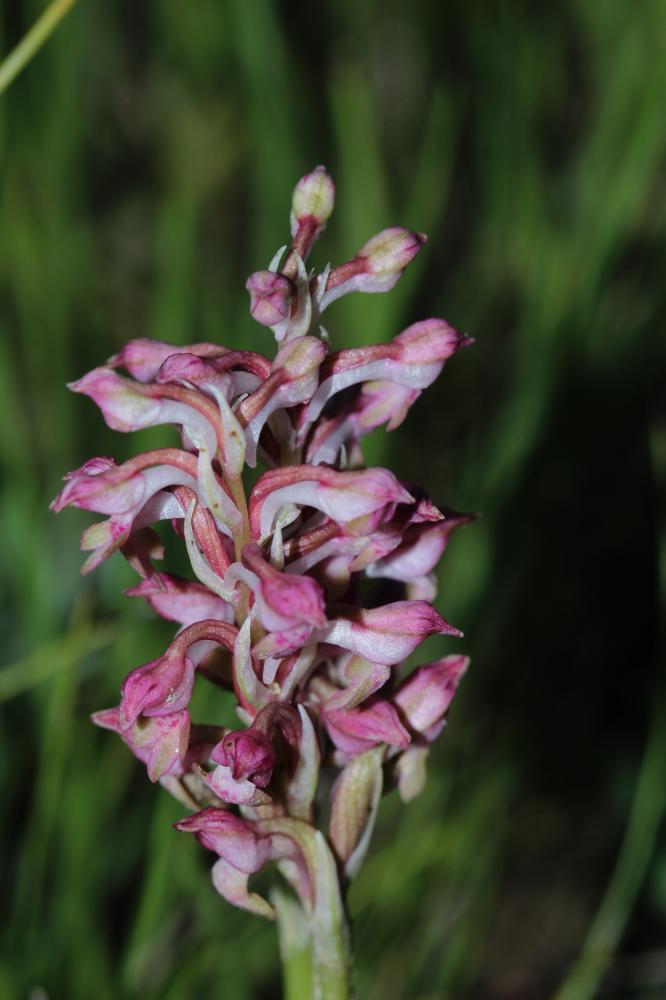Orchis à odeur de vanille Anacamptis fragrans (Pollini) R.M.Bateman, 2003
