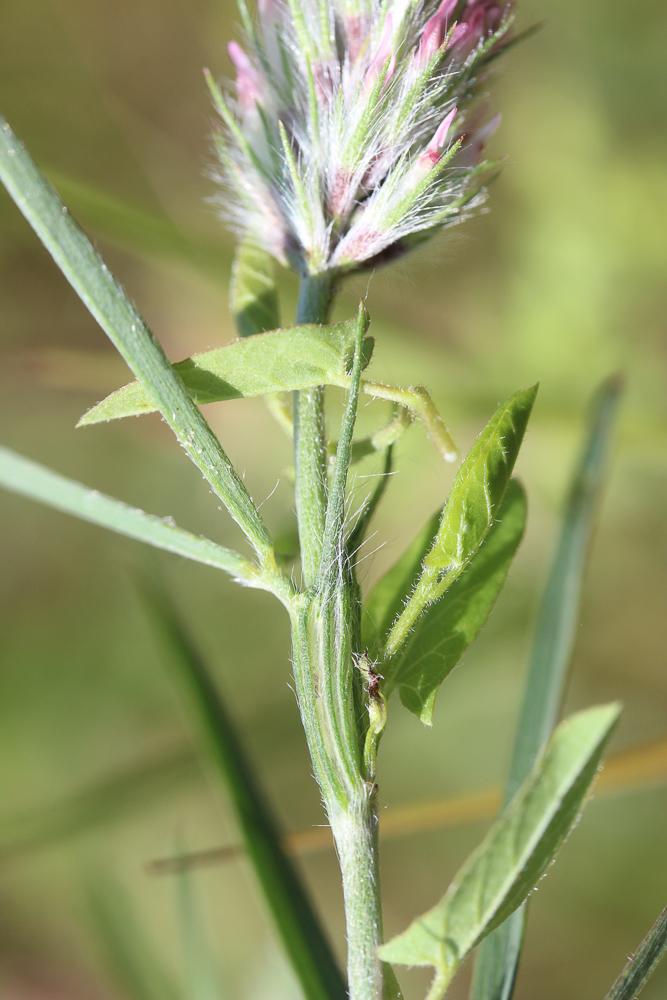 Trèfle à folioles étroites, Queue-de-renard Trifolium angustifolium L., 1753