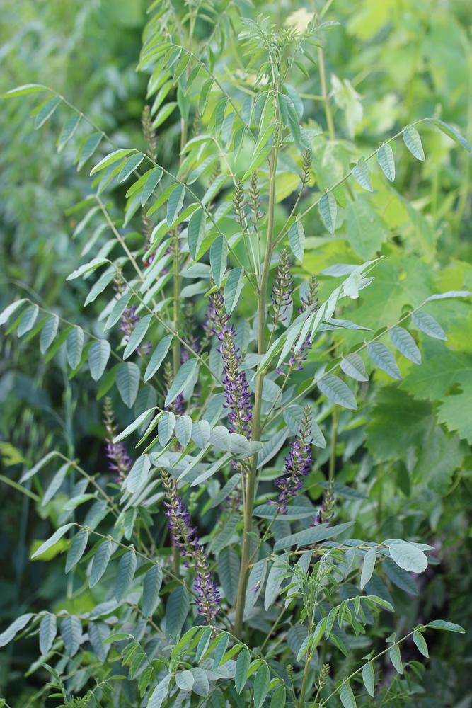 Réglisse sauvage, Réglisse glabre Glycyrrhiza glabra L., 1753