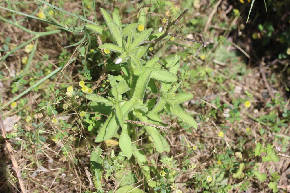 Pallénis épineux Pallenis spinosa (L.) Cass., 1825