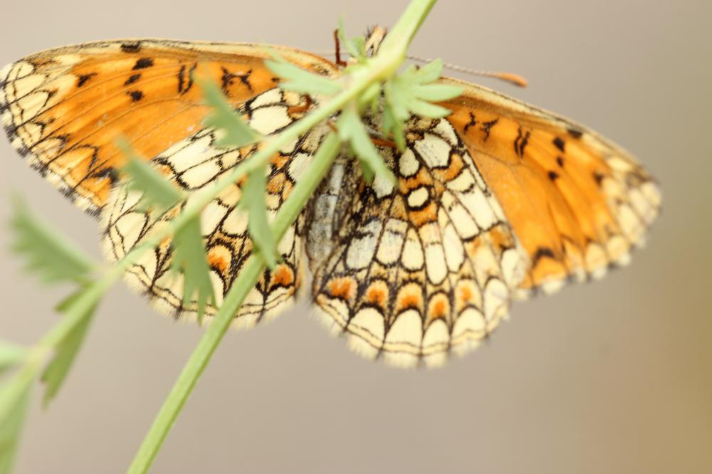La Mélitée du Mélampyre (La), Damier Athalie (Le) Melitaea athalia (Rottemburg, 1775)