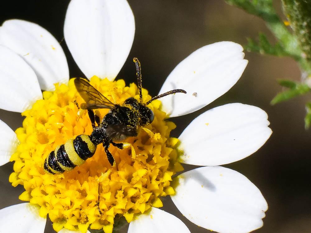 Cerceris rybyensis (Linnaeus, 1771)
