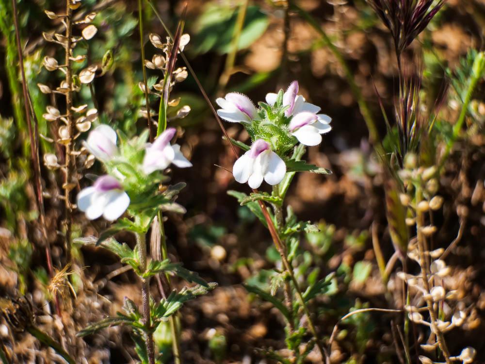 Bellardie, Bartsie trixago, Bellardie Germandrée Bartsia trixago L., 1753