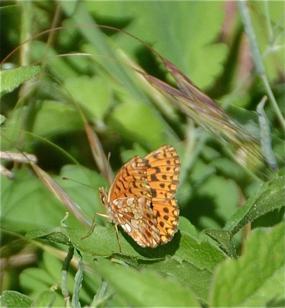 Petite Violette (La), Nacré violet (Le) Boloria dia (Linnaeus, 1767)