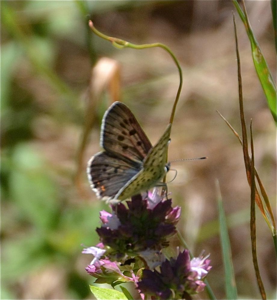 Cuivré fuligineux (Le), Argus myope (L'), Polyomma Lycaena tityrus (Poda, 1761)