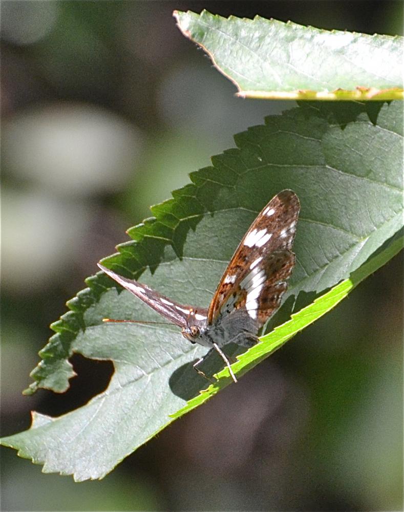 Petit Sylvain (Le), Petit Sylvain azuré (Le), Deui Limenitis camilla (Linnaeus, 1764)