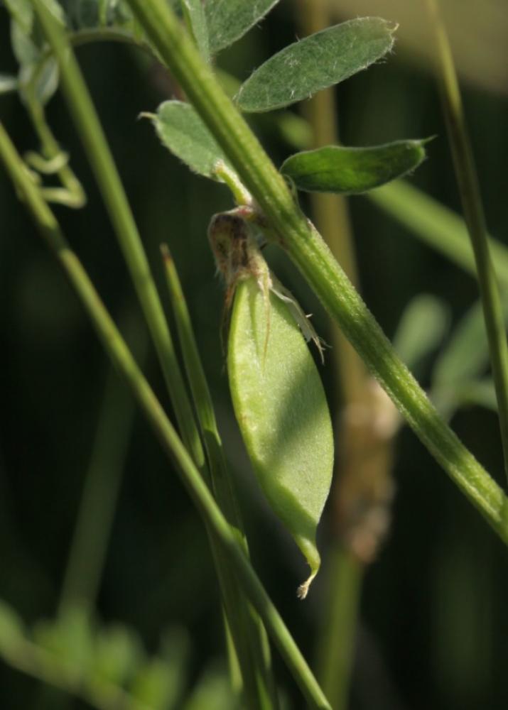 Vesce de Hongrie, Vesce de Pannonie Vicia pannonica Crantz, 1769