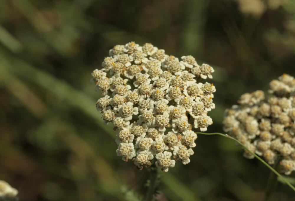 Achillée odorante Achillea odorata L., 1759