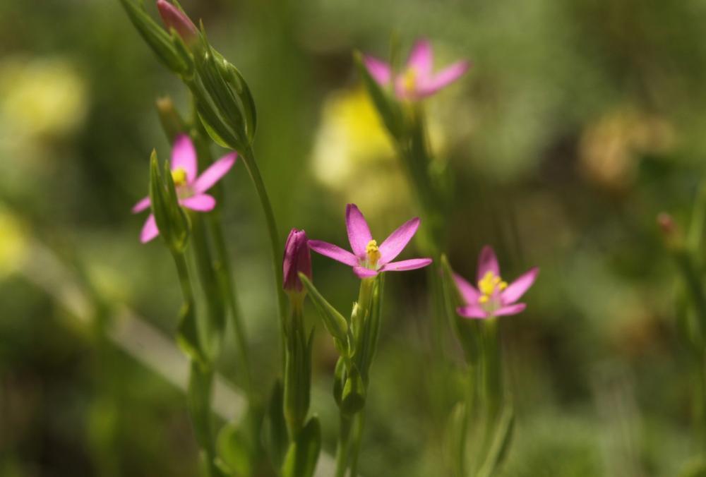 Petite centaurée délicate Centaurium pulchellum (Sw.) Druce, 1898