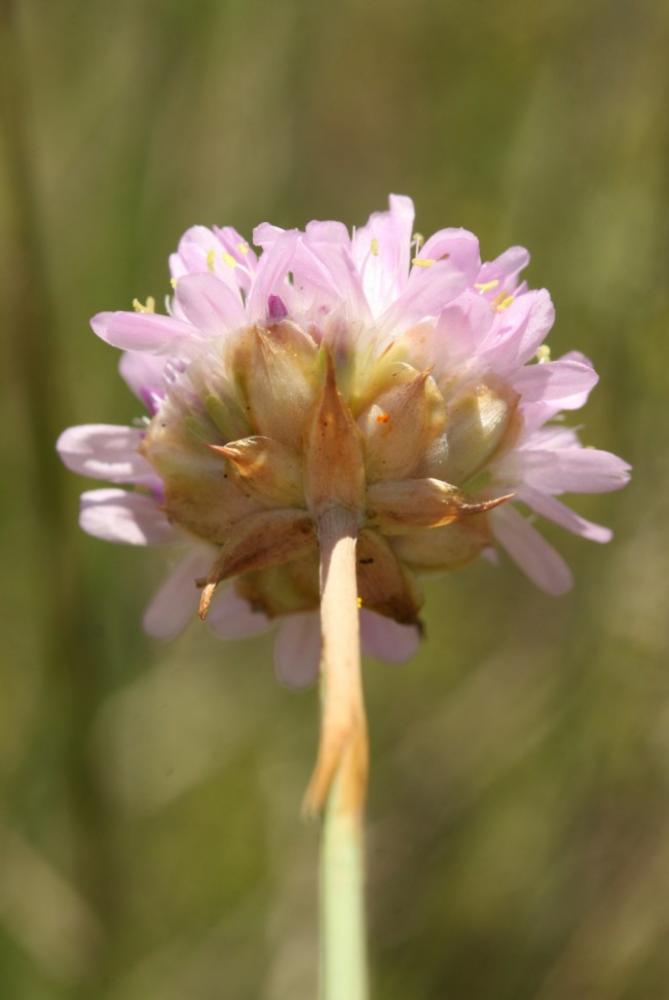 Armérie faux-plantain, Armérie des sables Armeria arenaria subsp. arenaria (Pers.) Schult., 1820