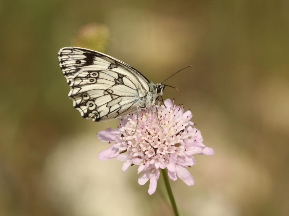 Echiquier ibérique (L'), Échiquier d'Ibérie (L') Melanargia lachesis (Hübner, 1790)