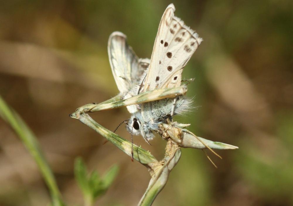 Empuse commune, Diablotin Empusa pennata (Thunberg, 1815)