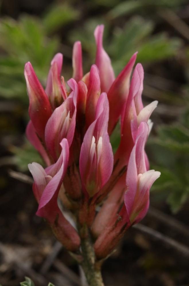 Astragale blanchâtre Astragalus incanus L., 1759