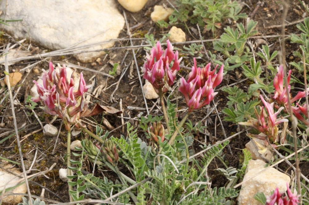 Astragale blanchâtre Astragalus incanus L., 1759