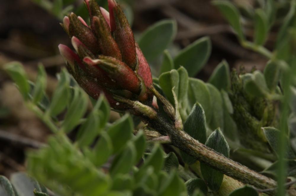 Astragale blanchâtre Astragalus incanus L., 1759