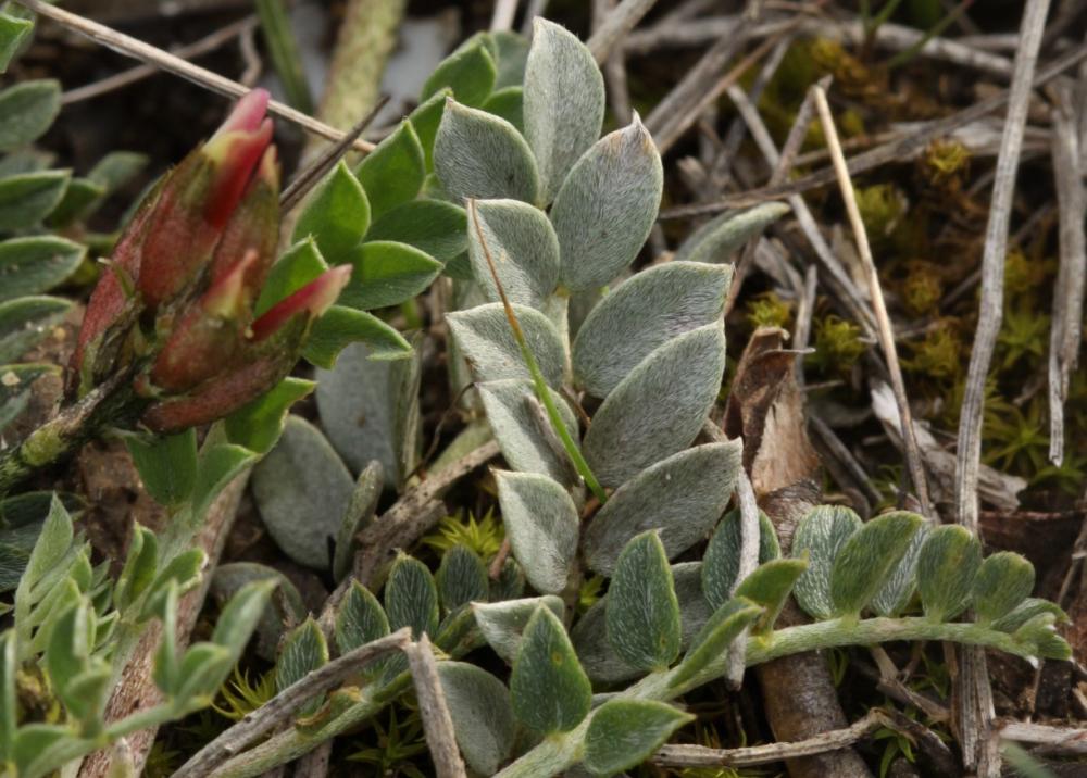 Astragale blanchâtre Astragalus incanus L., 1759