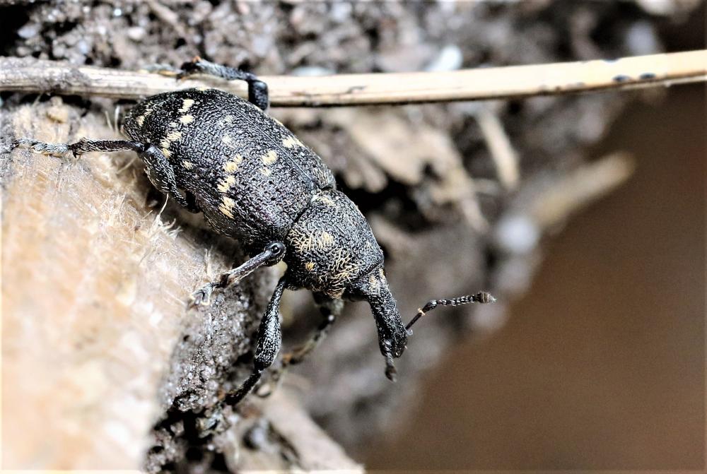 Hylobius abietis (Linnaeus, 1758)