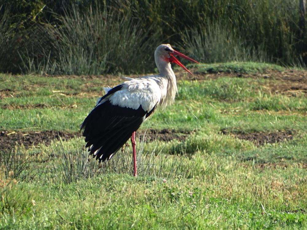 Cigogne blanche Ciconia ciconia (Linnaeus, 1758)