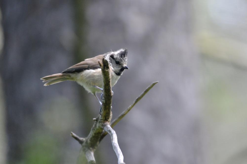 Mésange huppée Lophophanes cristatus (Linnaeus, 1758)
