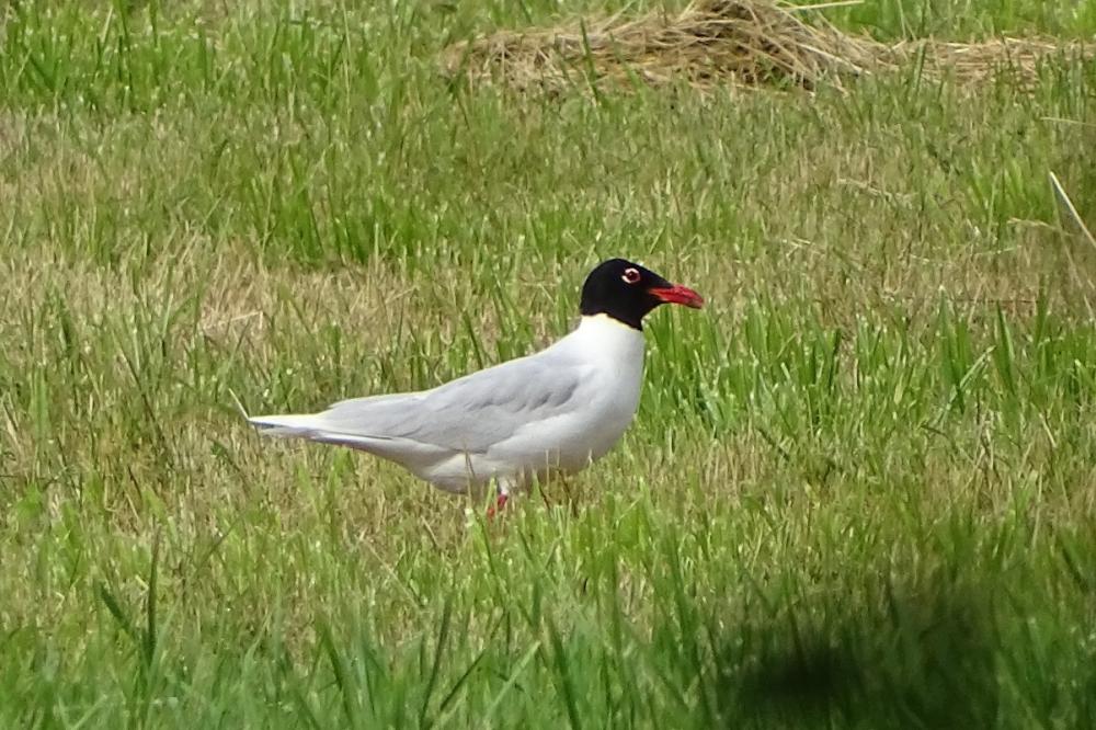 Mouette mélanocéphale Ichthyaetus melanocephalus (Temminck, 1820)