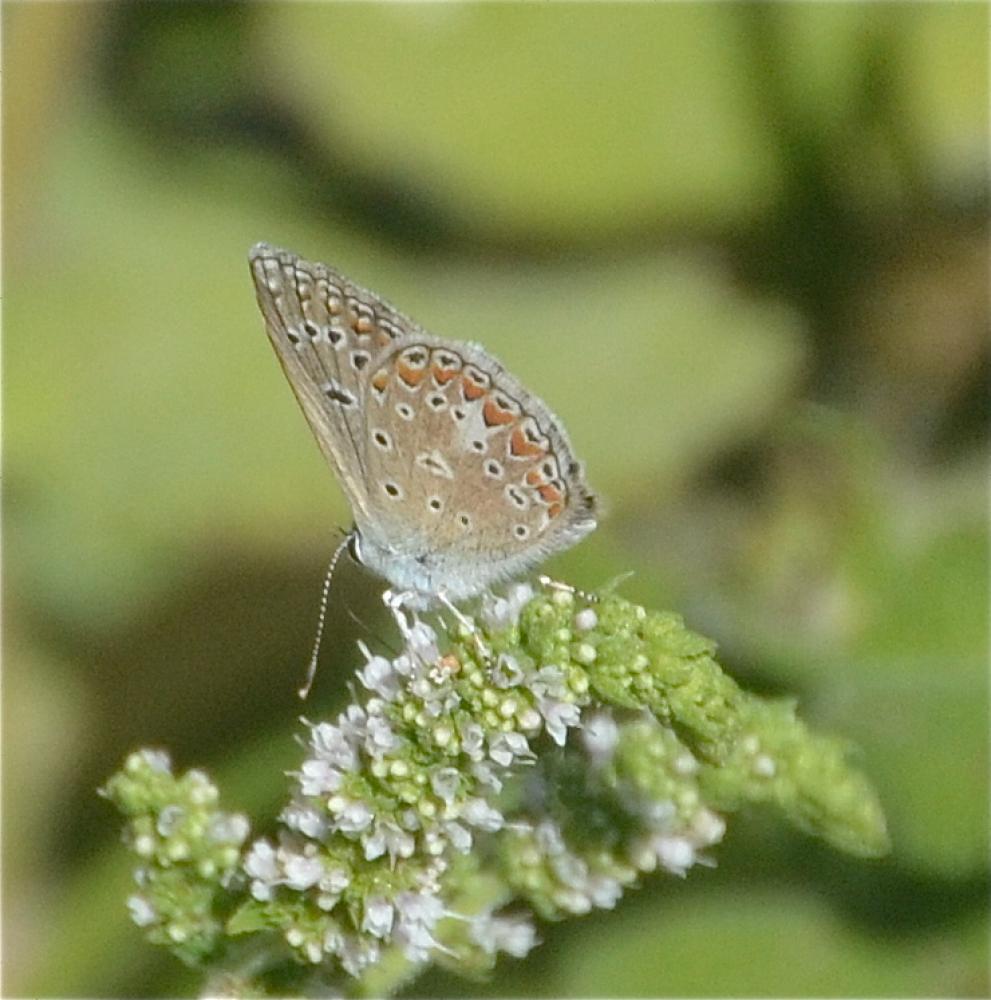 Azuré de L'Esparcette (L'), Azuré de Chapman (L'), Polyommatus thersites (Cantener, 1835)