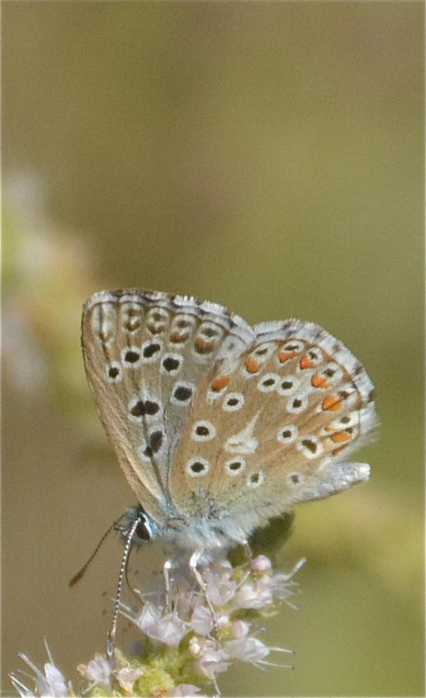 Azuré bleu-céleste (L'), Bel-Argus (Le), Argus ble Lysandra bellargus (Rottemburg, 1775)