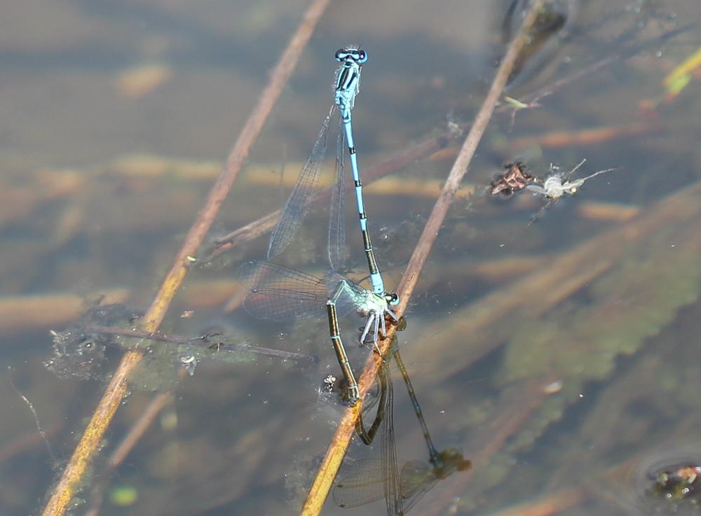 Agrion jouvencelle Coenagrion puella (Linnaeus, 1758)