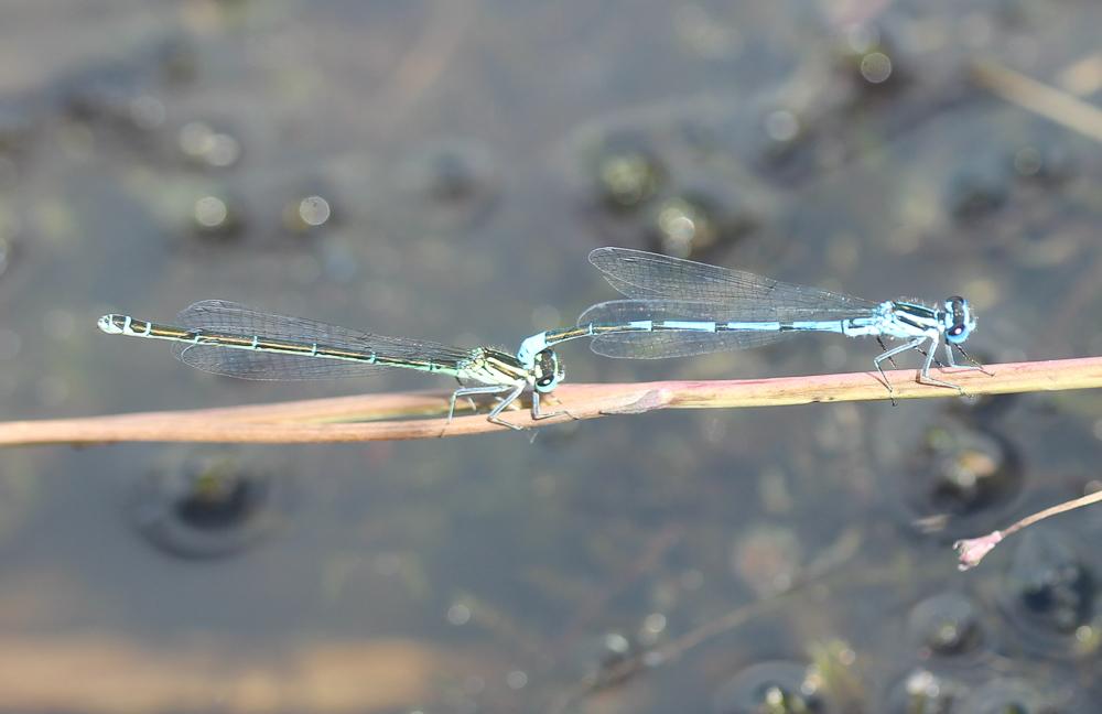 Agrion jouvencelle Coenagrion puella (Linnaeus, 1758)
