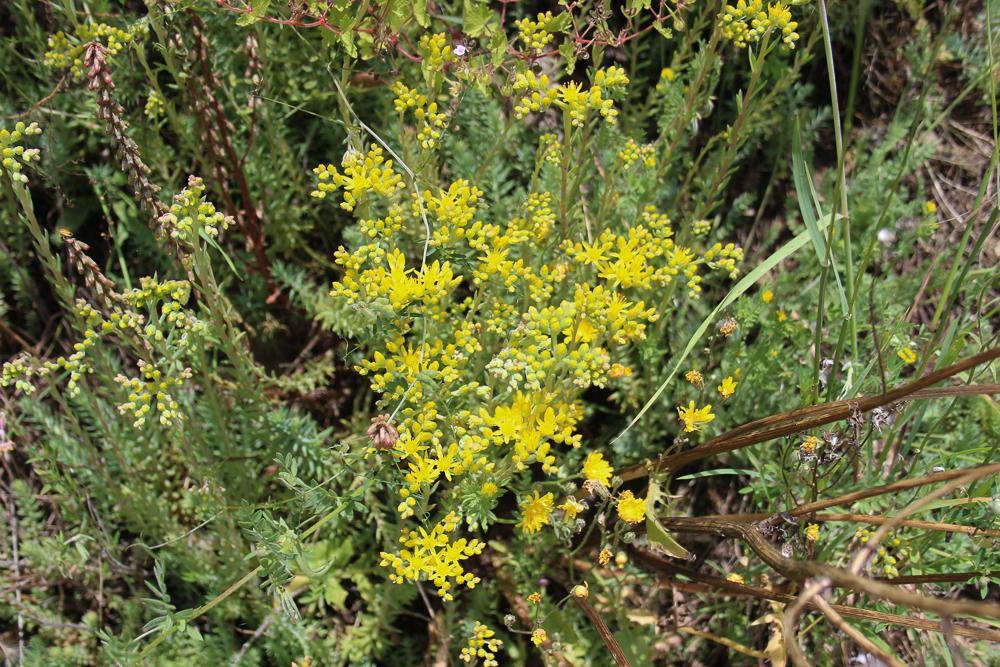 Orpin réfléchi, Orpin des rochers Sedum rupestre L., 1753