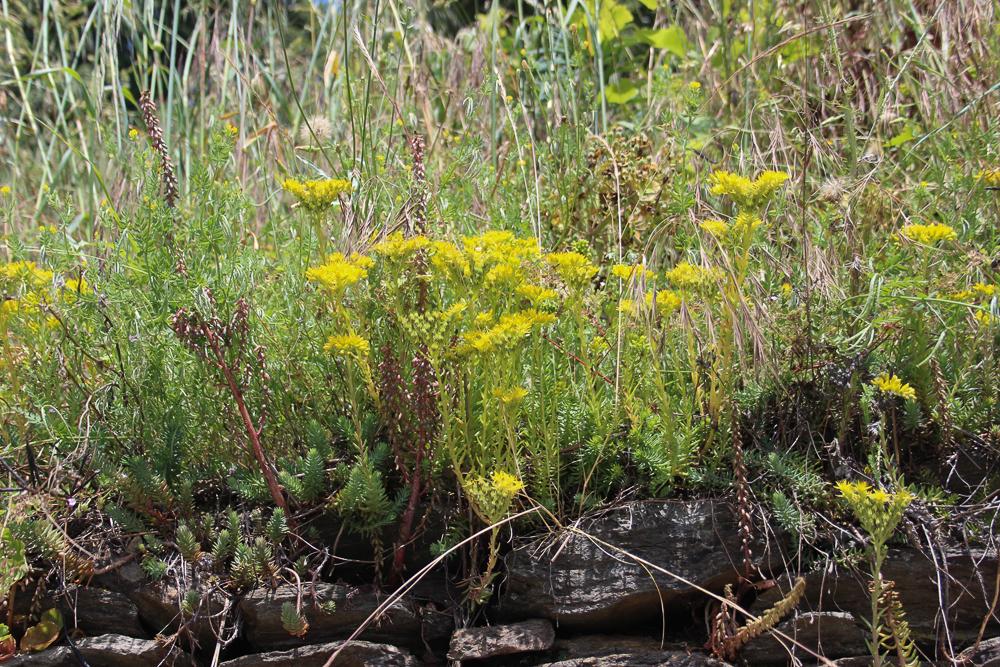 Orpin réfléchi, Orpin des rochers Sedum rupestre L., 1753