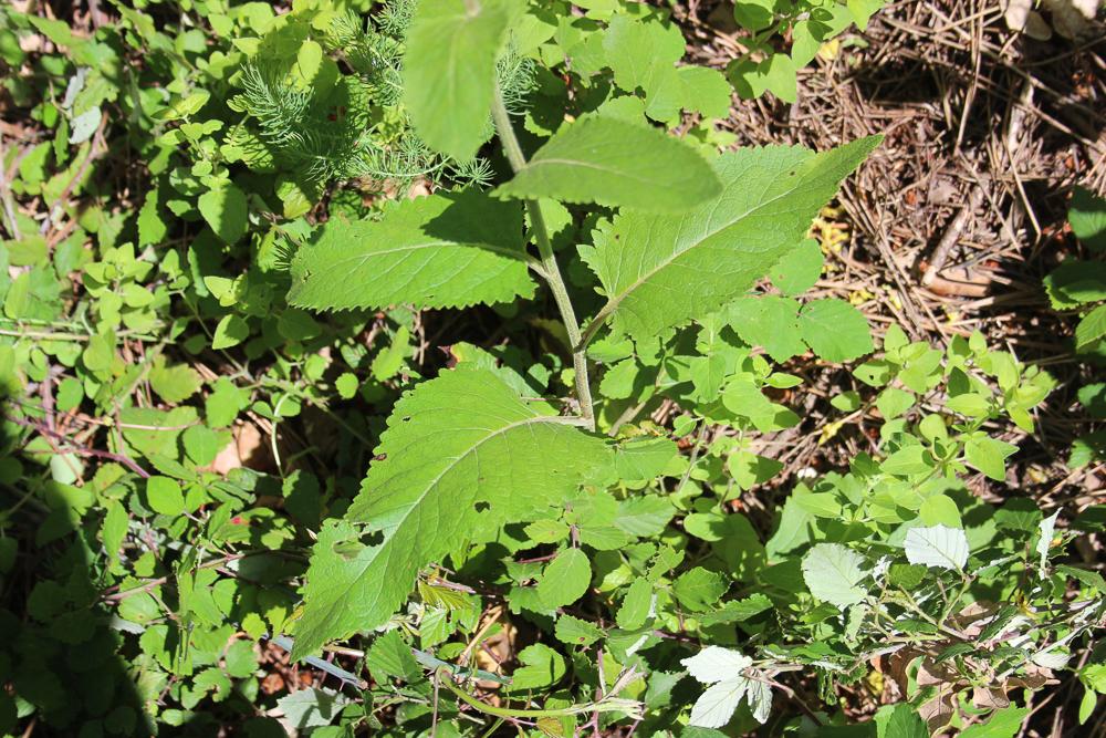 Molène de Chaix Verbascum chaixii Vill., 1779