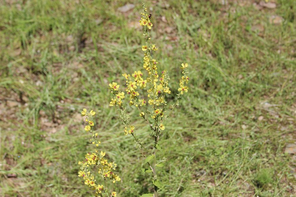 Molène de Chaix Verbascum chaixii Vill., 1779