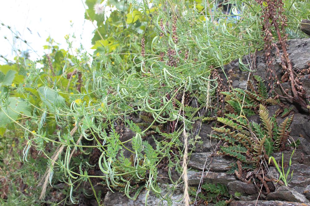 Ornithope comprimé Ornithopus compressus L., 1753