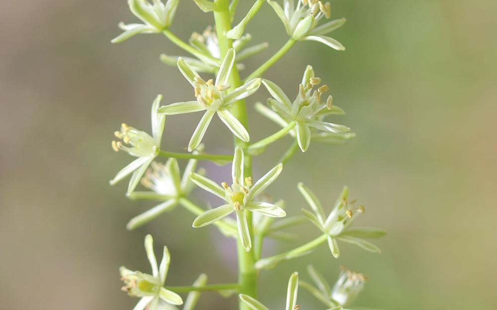 Ornithogale des Pyrénées Loncomelos pyrenaicus (L.) Hrouda, 1988