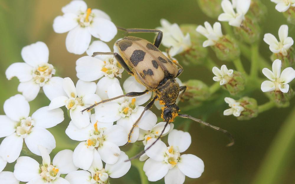 Lepture trapu Pachytodes cerambyciformis (Schrank, 1781)
