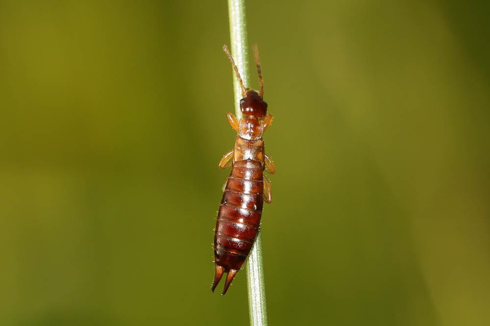 Guanchia pubescens (Géné, 1837)