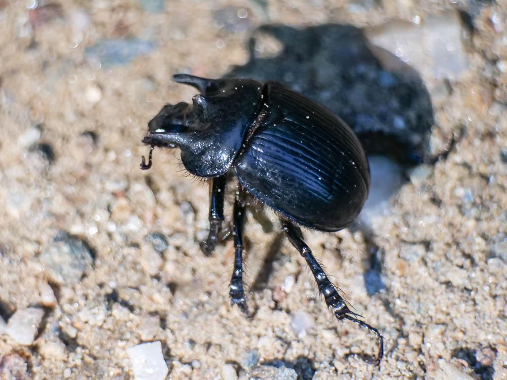 Minotaure (Le), Minotaure typhée Typhaeus typhoeus (Linnaeus, 1758)