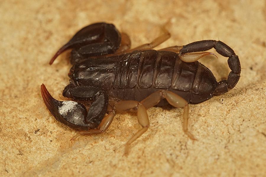  Euscorpius flavicaudis (De Geer, 1778)