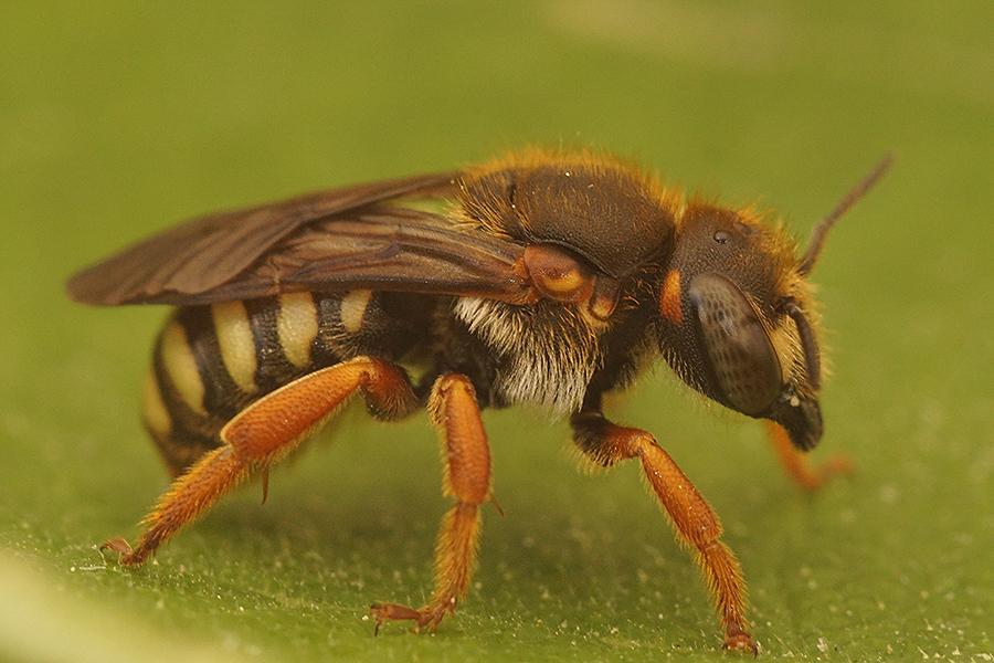 Rhodanthidium septemdentatum (Latreille, 1809)