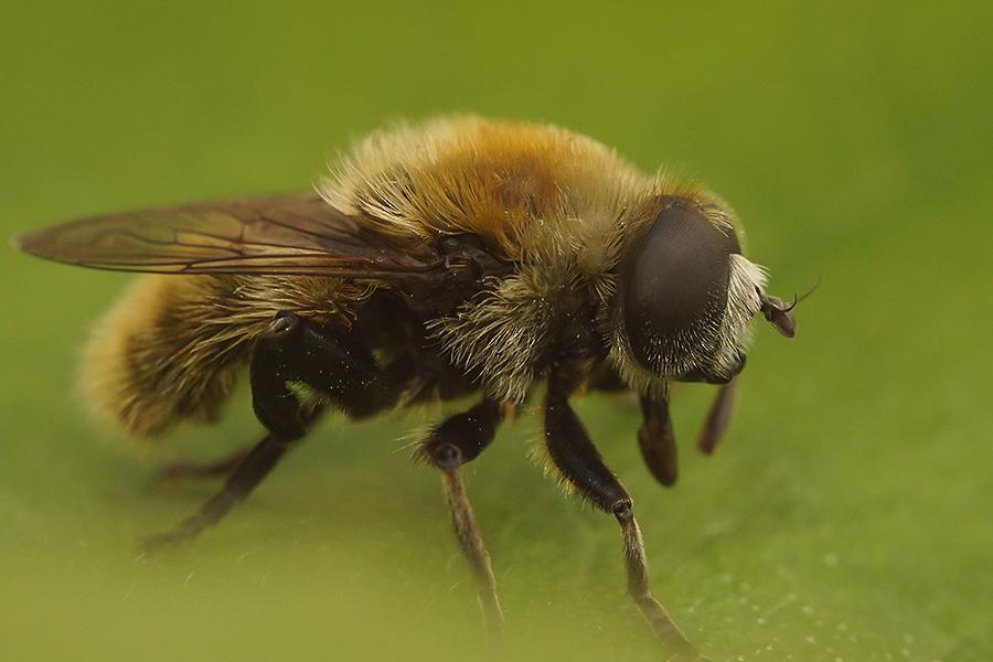 Mouche des narcisses, Syrphe des narcisses Merodon equestris (Fabricius, 1794)
