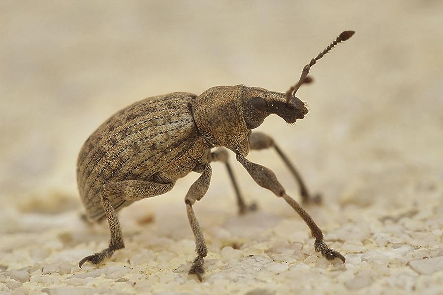 Liophloeus tessulatus (O.F. Müller, 1776)