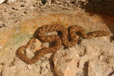 Couleuvre vipérine Natrix maura (Linnaeus, 1758)