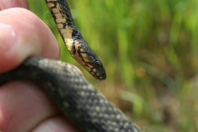 Couleuvre vipérine Natrix maura (Linnaeus, 1758)
