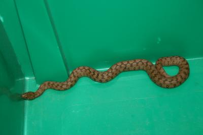Couleuvre vipérine Natrix maura (Linnaeus, 1758)